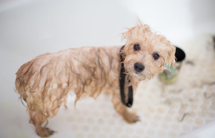 A young curly-coated dog standing indoors